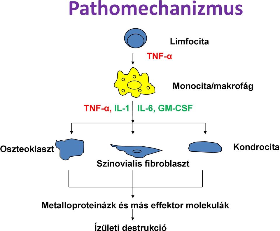 Szinovialis fibroblaszt Kondrocita