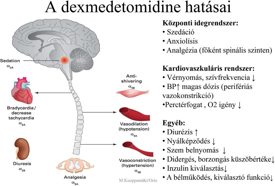 (perifériás vazokonstrikció) Perctérfogat, O2 igény M Kuoppamäki/Orio Egyéb: Diurézis
