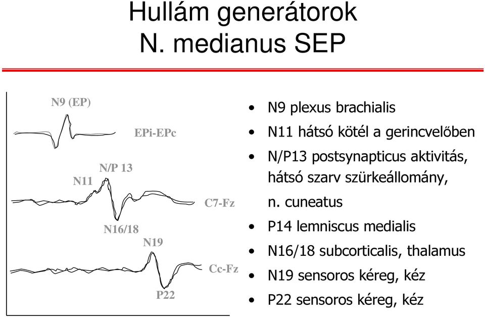 gerincvelőben N11 N/P 13 C7-Fz N/P13 postsynapticus aktivitás, hátsó szarv