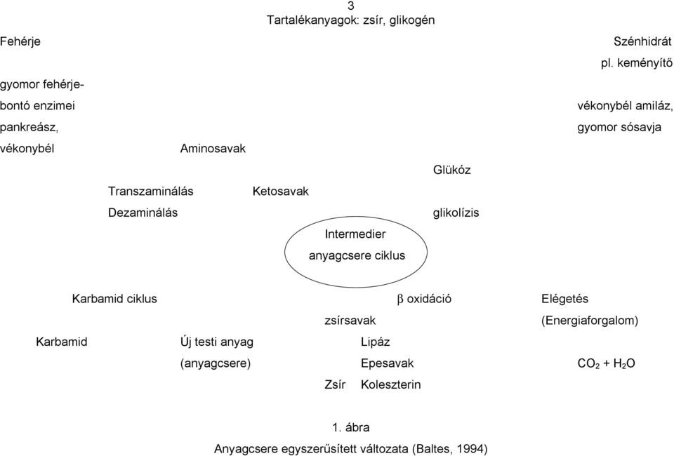 keményít vékonybél amiláz, gyomor sósavja Karbamid ciklus β oxidáció Elégetés zsírsavak (Energiaforgalom)