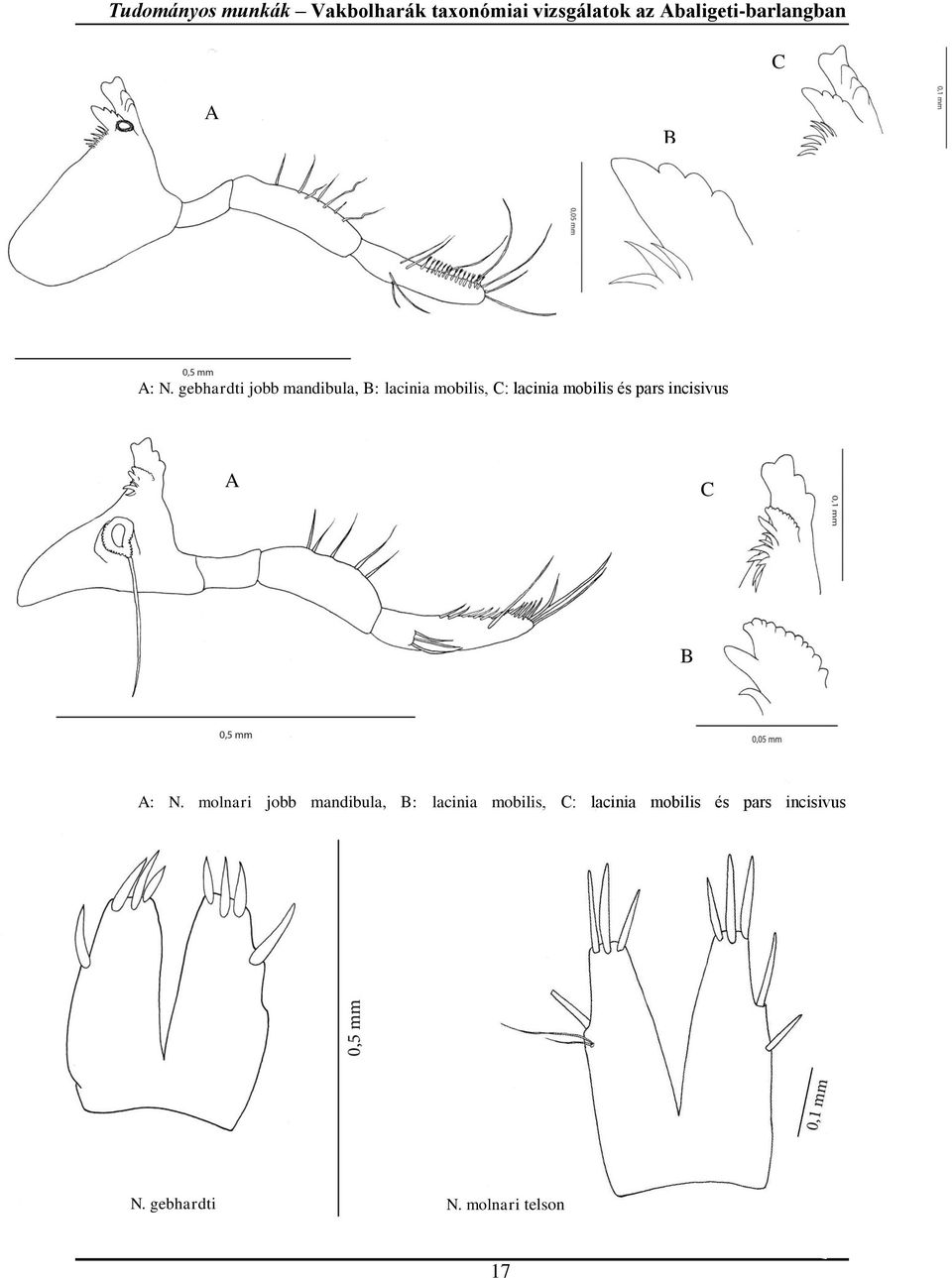 gebhardti jobb mandibula, B: lacinia mobilis, C: lacinia mobilis és pars