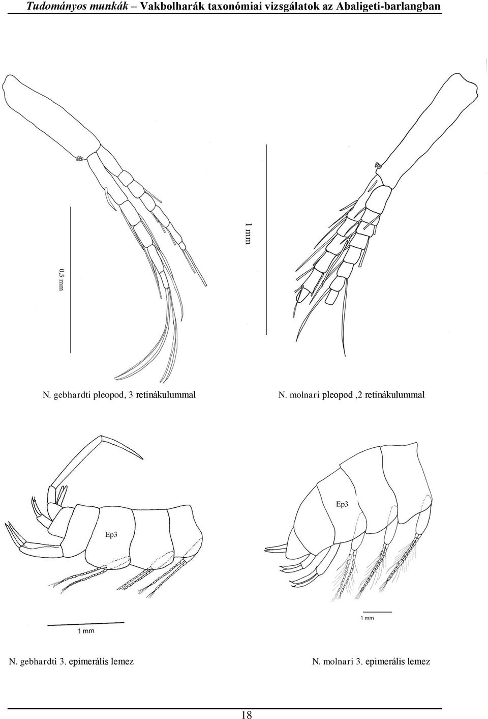 gebhardti pleopod, 3 retinákulummal N.