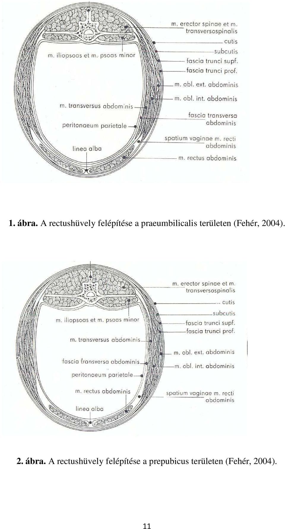 praeumbilicalis területen (Fehér,