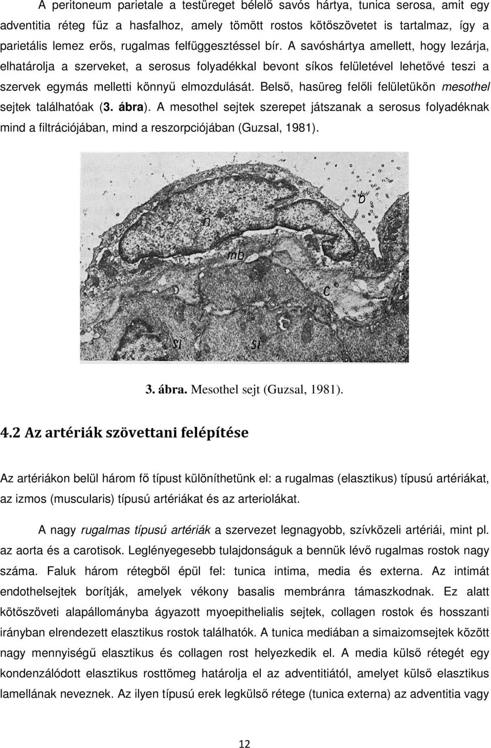 Belső, hasüreg felőli felületükön mesothel sejtek találhatóak (3. ábra). A mesothel sejtek szerepet játszanak a serosus folyadéknak mind a filtrációjában, mind a reszorpciójában (Guzsal, 1981). 3.