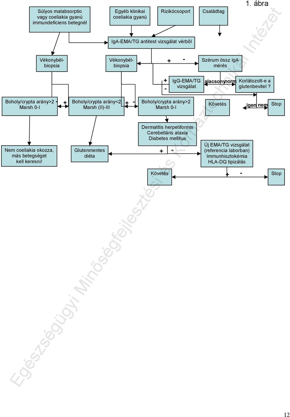 IgG-EMA/TG vizsgálat Boholy/crypta arány>2 Marsh 0-I Dermatitis herpetiformis Cerebelláris ataxia Diabetes mellitus + + - Követés + - - Családtag Szérum össz IgA