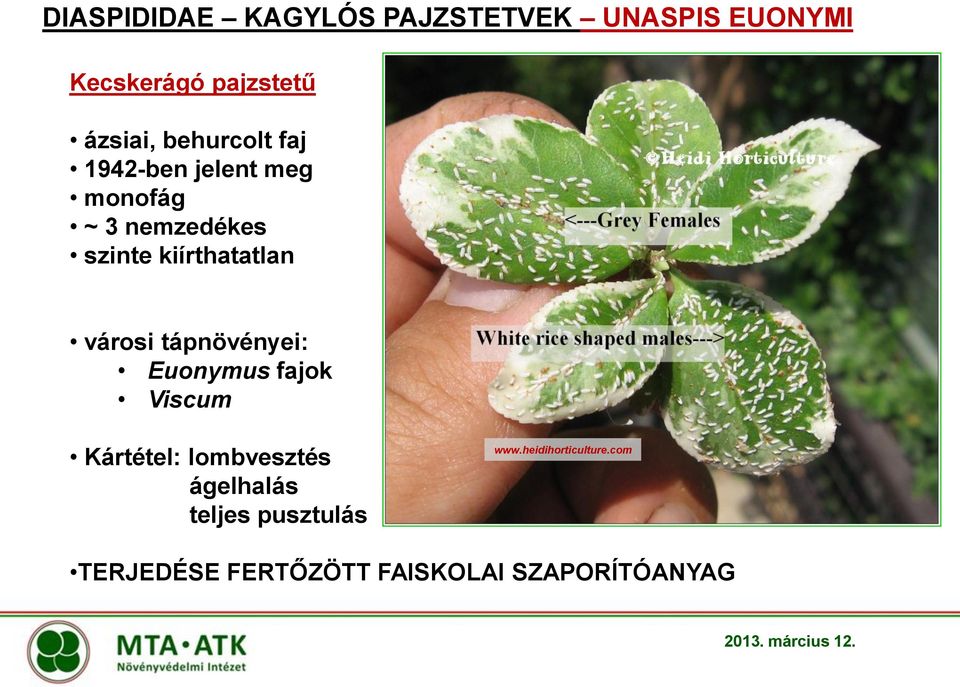 városi tápnövényei: Euonymus fajok Viscum Kártétel: lombvesztés ágelhalás teljes