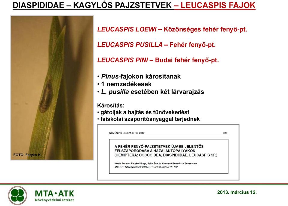 Pinus-fajokon károsítanak nemzedékesek L.