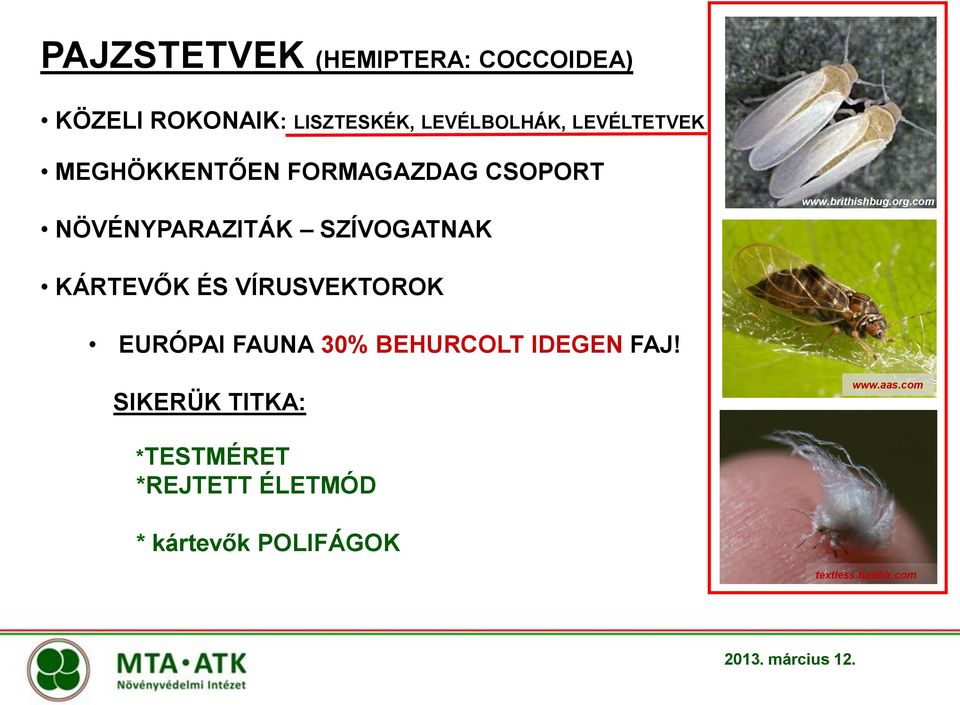 brithishbug.org.com KÁRTEVŐK ÉS VÍRUSVEKTOROK EURÓPAI FAUNA 30% BEHURCOLT IDEGEN FAJ!