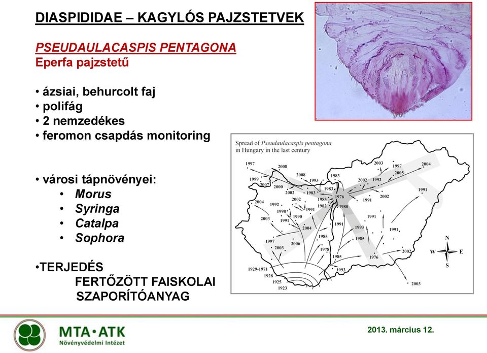 feromon csapdás monitoring városi tápnövényei: Morus Syringa