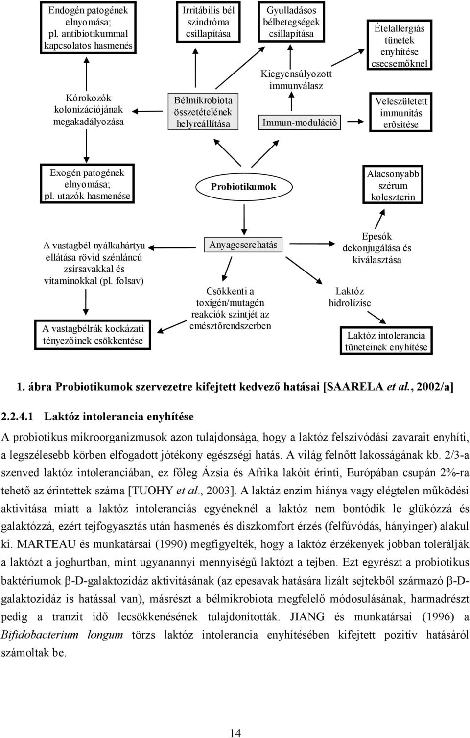 csillapítása Kiegyensúlyozott immunválasz Immun-moduláció Ételallergiás tünetek enyhítése csecsemıknél Veleszületett immunitás erısítése Exogén patogének elnyomása; pl.