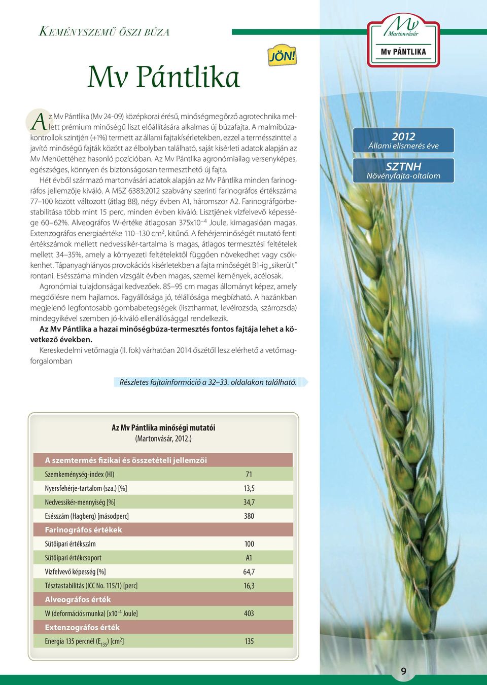 Menüettéhez hasonló pozícióban. Az Mv Pántlika agronómiailag versenyképes, egészséges, könnyen és biztonságosan termeszthető új fajta.