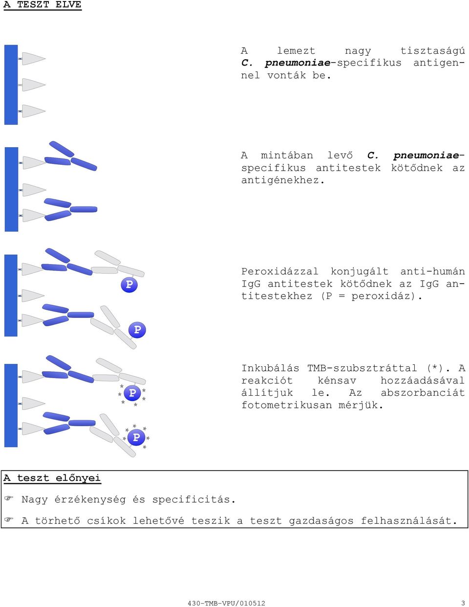 Peroxidázzal konjugált antihumán IgG antitestek kötődnek az IgG antitestekhez (P = peroxidáz). Inkubálás TMBszubsztráttal (*).