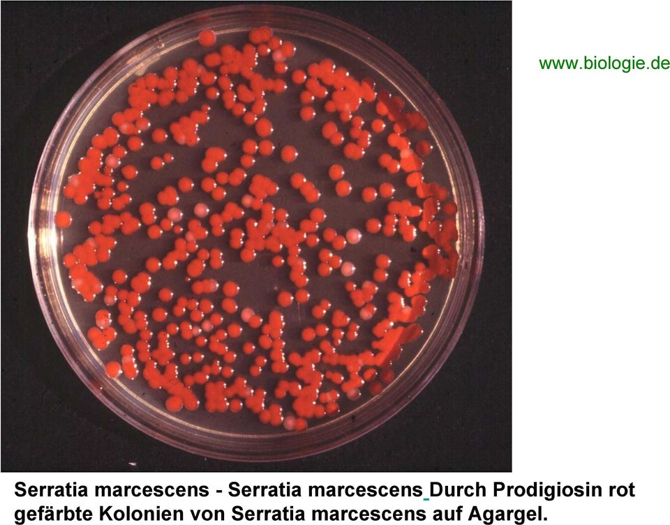 marcescens Durch Prodigiosin rot