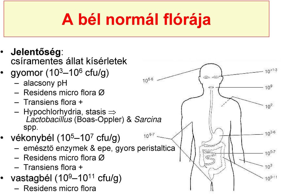 (Boas-Oppler) & Sarcina spp.