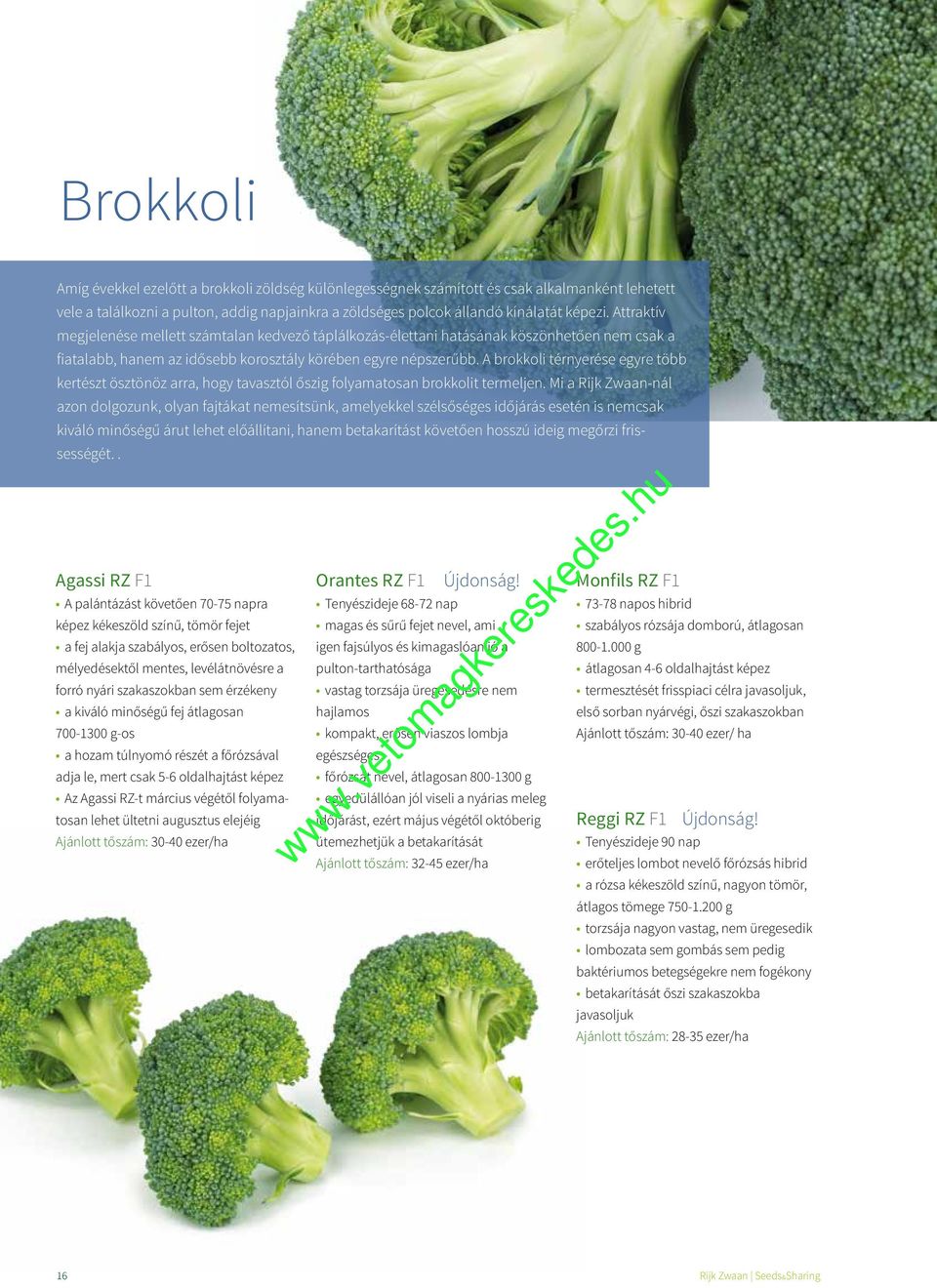 A brokkoli térnyerése egyre több kertészt ösztönöz arra, hogy tavasztól őszig folyamatosan brokkolit termeljen.