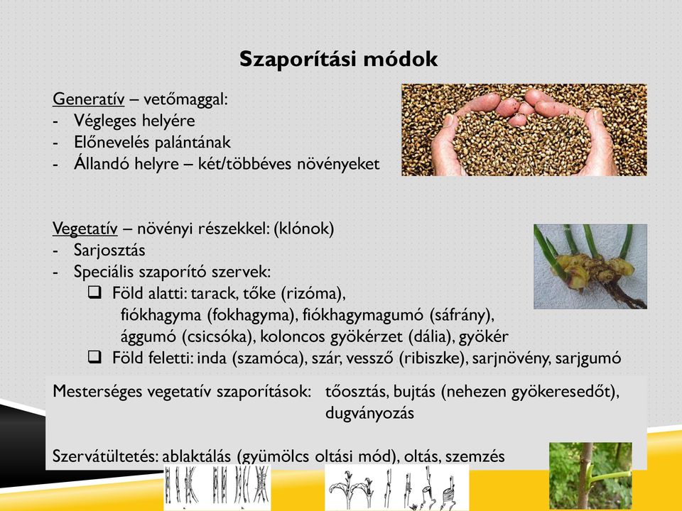 (sáfrány), ággumó (csicsóka), koloncos gyökérzet (dália), gyökér Föld feletti: inda (szamóca), szár, vessző (ribiszke), sarjnövény, sarjgumó