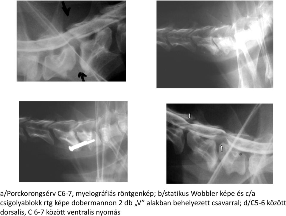 képe dobermannon 2 db V alakban behelyezett