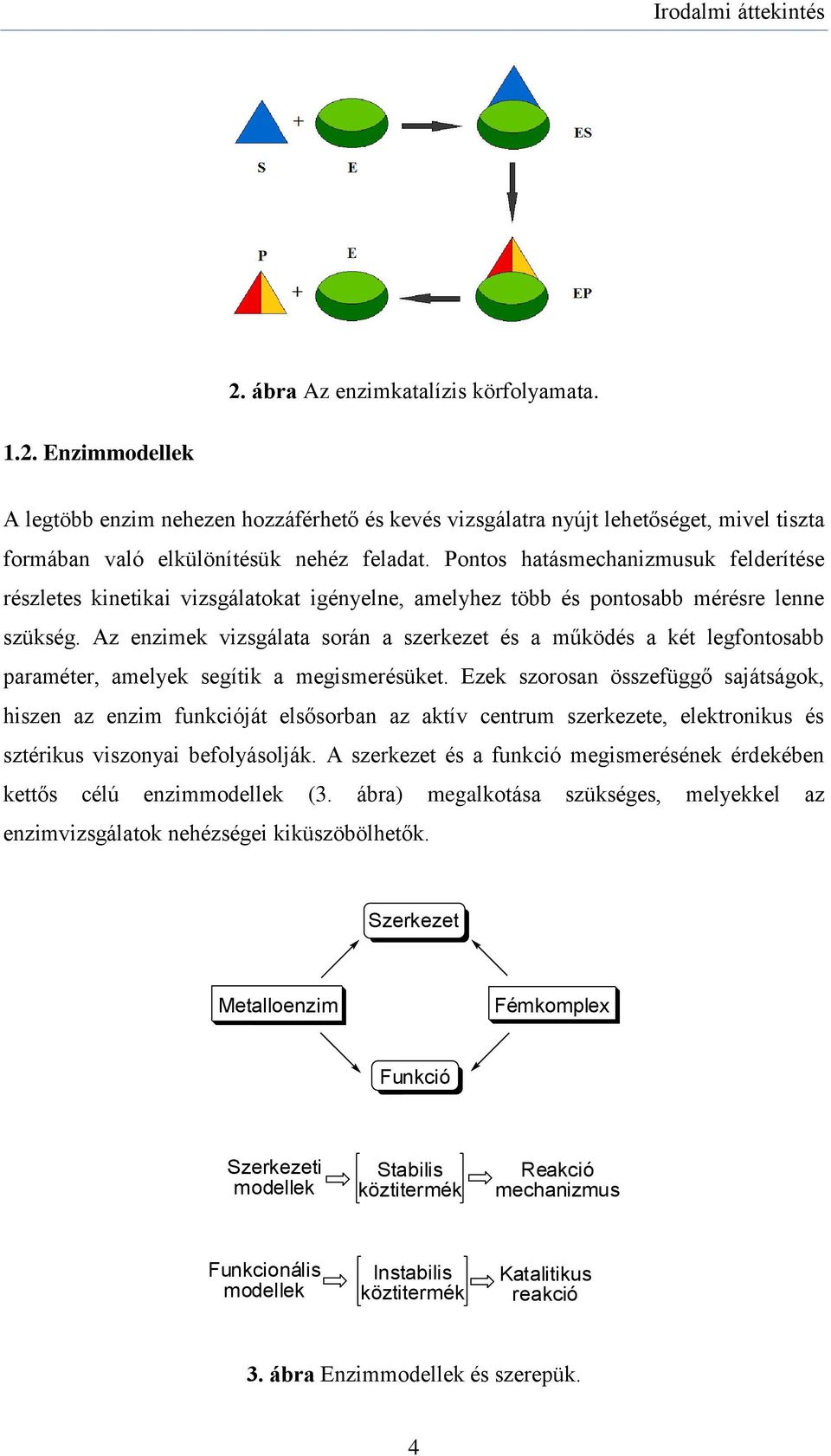 Az enzimek vizsgálata során a szerkezet és a működés a két legfontosabb paraméter, amelyek segítik a megismerésüket.