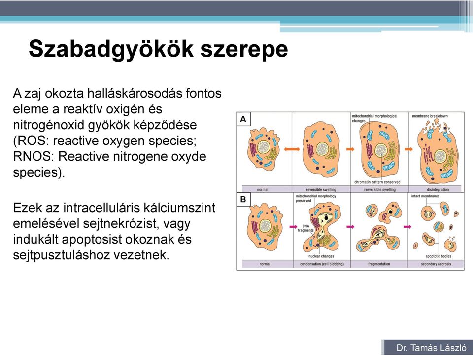 Reactive nitrogene oxyde species).