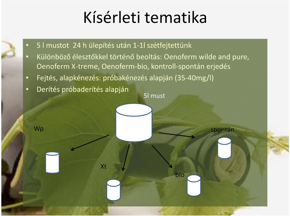 X-treme, Oenoferm-bio bio, kontroll-spontán erjedés Fejtés, alapkénezés: