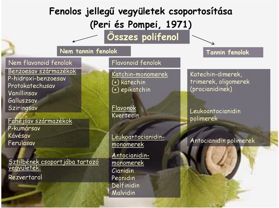 vegyületek: Rezvertarol Flavonoid fenolok Katchin-monomerek (+) katechin (+) epikatchin Flavonok Kvertecin Leukoantocianidinmonomerek