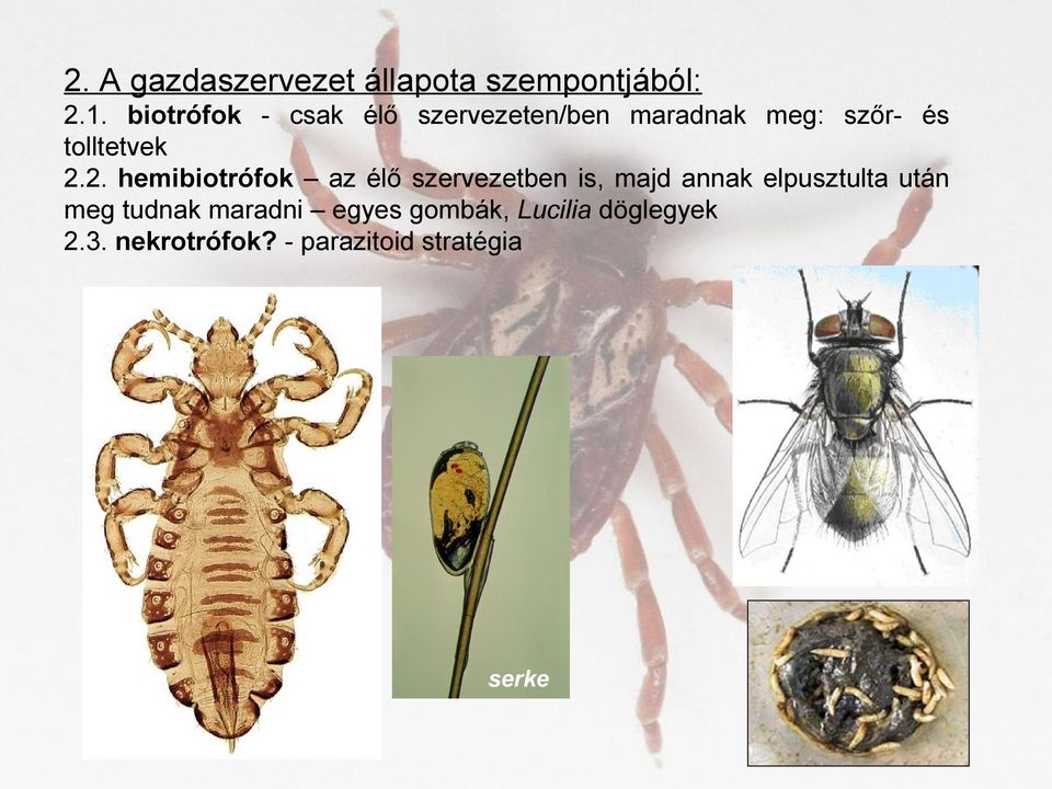 2.2. hemibiotrófok az élő szervezetben is, majd annak elpusztulta után