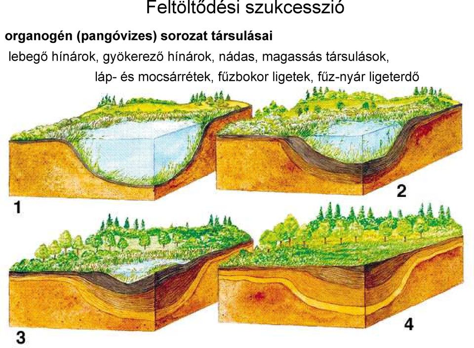 hínárok, gyökerező hínárok, nádas, magassás