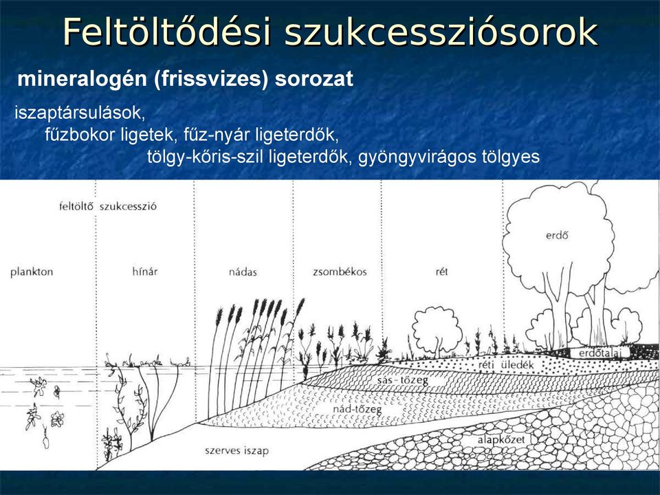 fűzbokor ligetek, fűz-nyár ligeterdők,