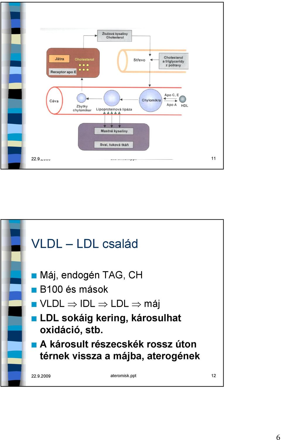 VLDL IDL LDL máj LDL sokáig kering, károsulhat oxidáció,