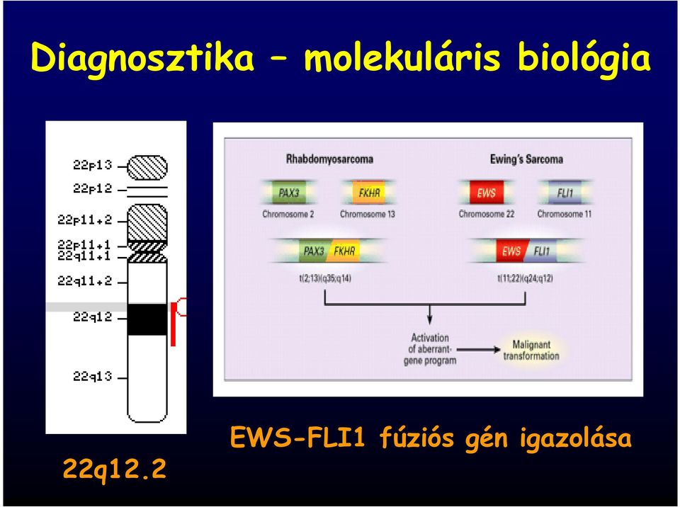 biológia. 22q12.