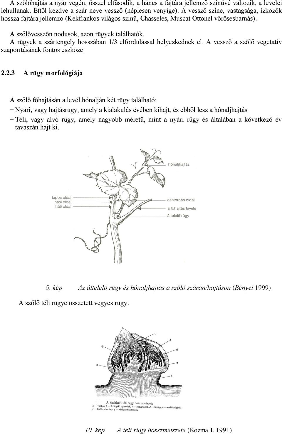 A rügyek a szártengely hosszában 1/3 elfordulással helyezkednek el. A vessző a szőlő vegetatív szaporításának fontos eszköze. 2.