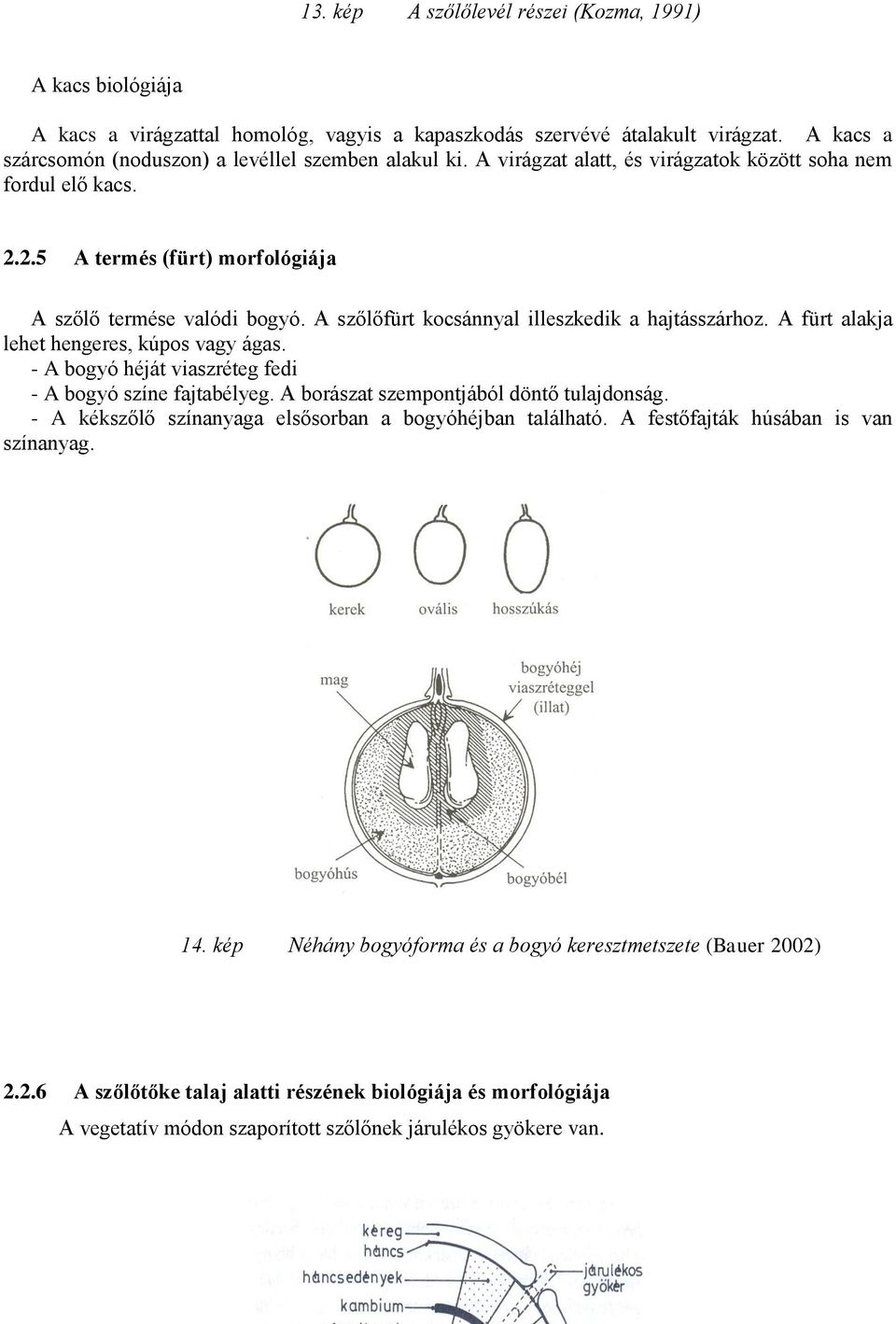 A fürt alakja lehet hengeres, kúpos vagy ágas. - A bogyó héját viaszréteg fedi - A bogyó színe fajtabélyeg. A borászat szempontjából döntő tulajdonság.