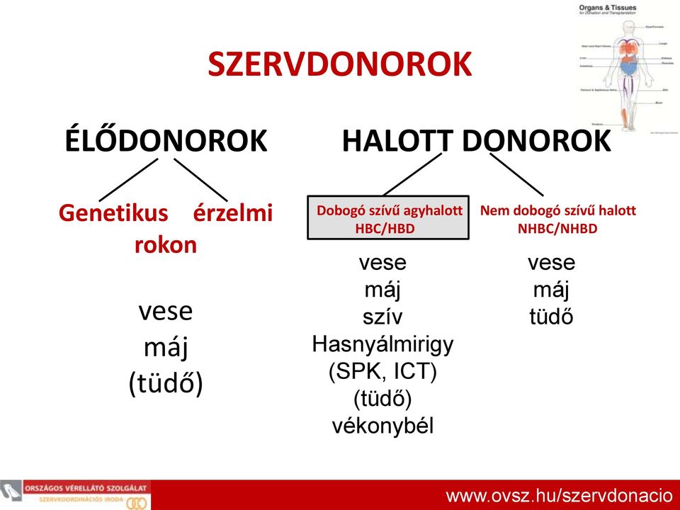 HBC/HBD vese máj szív Hasnyálmirigy (SPK, ICT) (tüdő)