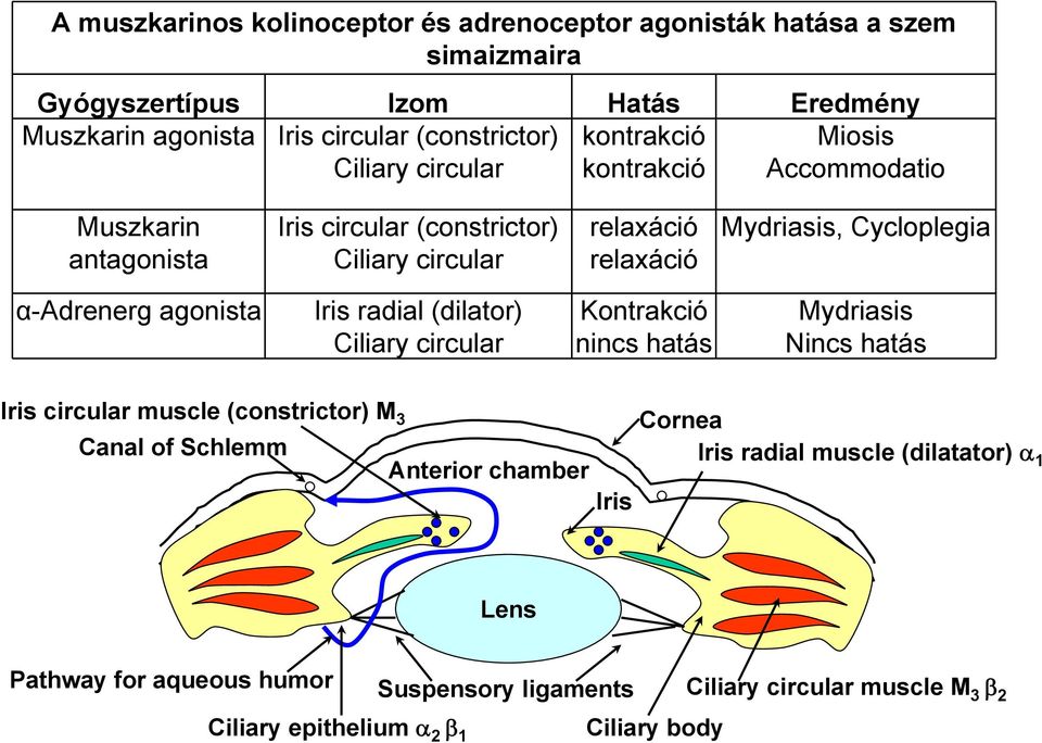 α-adrenerg agonista Iris radial (dilator) Ciliary circular Kontrakció nincs hatás Mydriasis Nincs hatás Iris circular muscle (constrictor) M 3 Cornea Canal of Schlemm