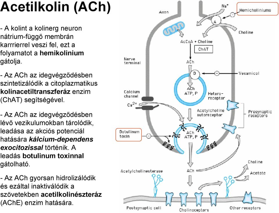 - Az ACh az idegvégződésben lévő vezikulumokban tárolódik, leadása az akciós potenciál hatására kálcium-dependens exocitozissal