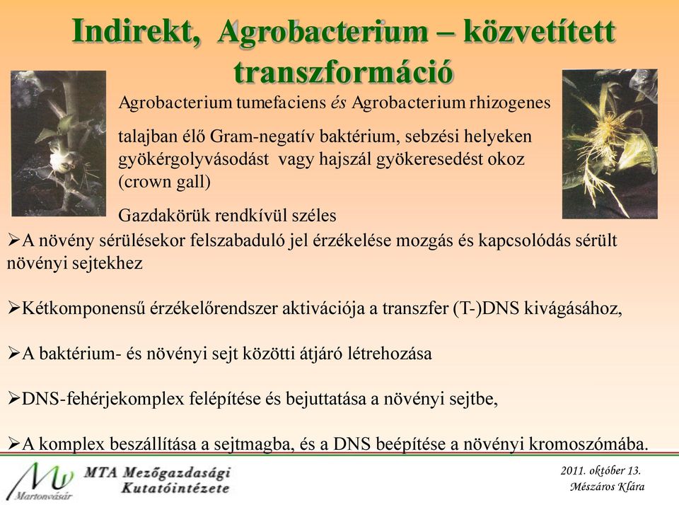 mozgás és kapcsolódás sérült növényi sejtekhez Kétkomponensű érzékelőrendszer aktivációja a transzfer (T-)DNS kivágásához, A baktérium- és növényi sejt