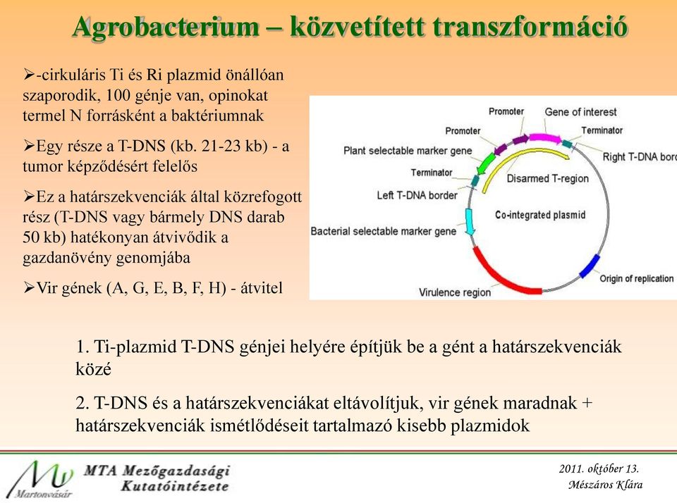 21-23 kb) - a tumor képződésért felelős Ez a határszekvenciák által közrefogott rész (T-DNS vagy bármely DNS darab 50 kb) hatékonyan átvivődik a