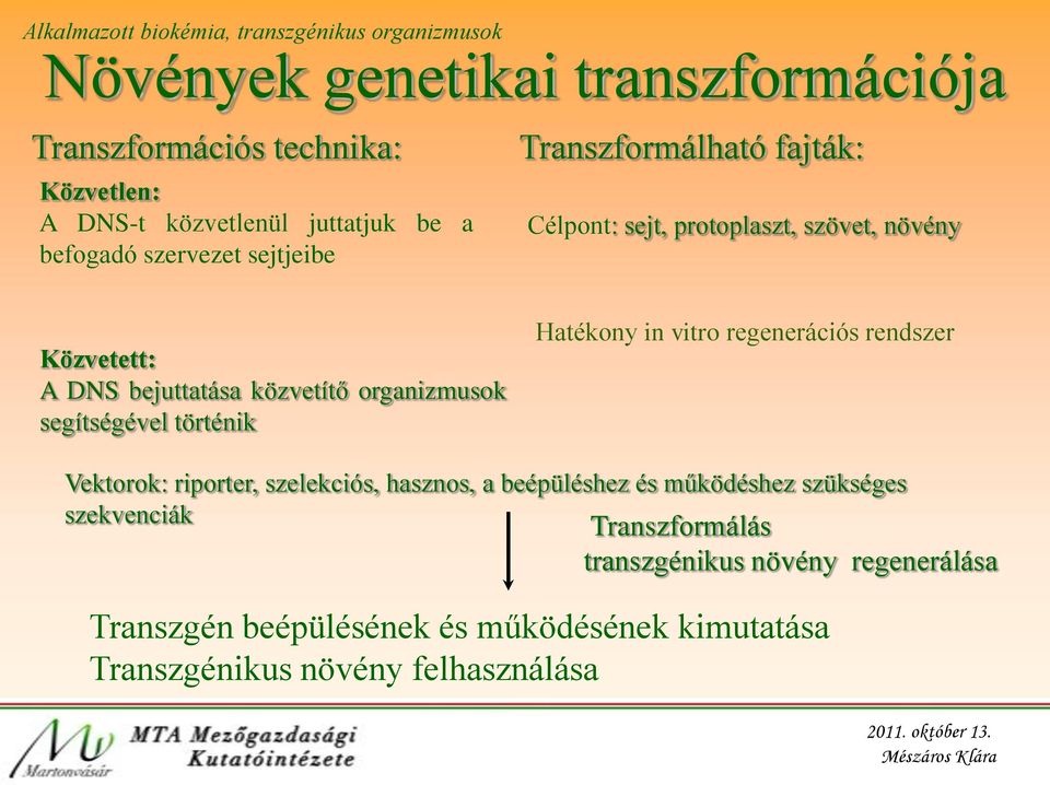 közvetítő organizmusok segítségével történik Hatékony in vitro regenerációs rendszer Vektorok: riporter, szelekciós, hasznos, a beépüléshez és