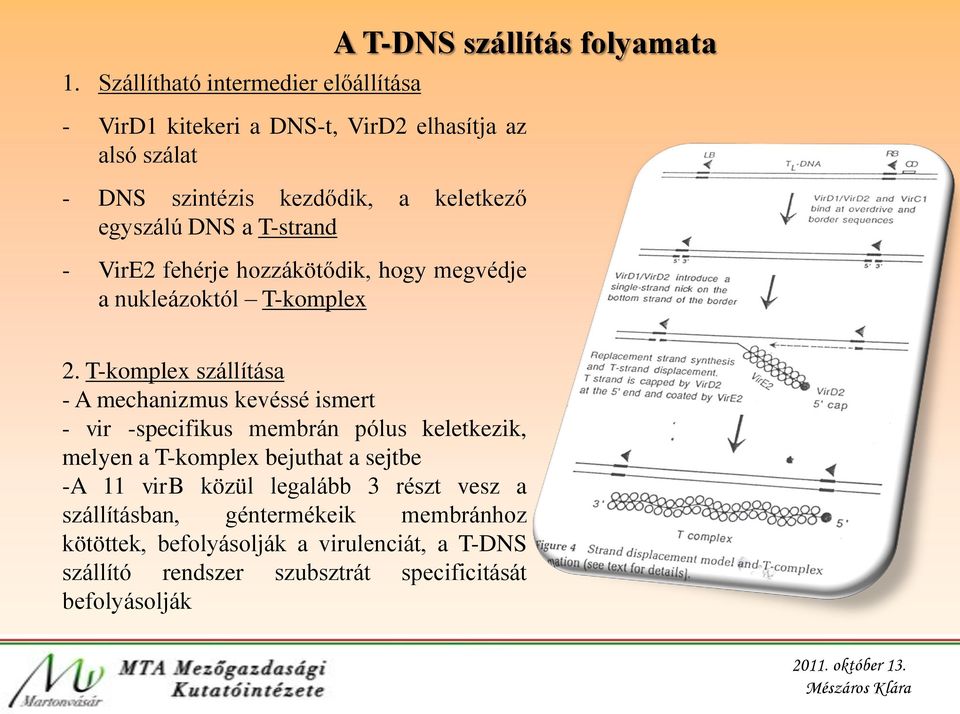T-komplex szállítása - A mechanizmus kevéssé ismert - vir -specifikus membrán pólus keletkezik, melyen a T-komplex bejuthat a sejtbe -A 11 virb