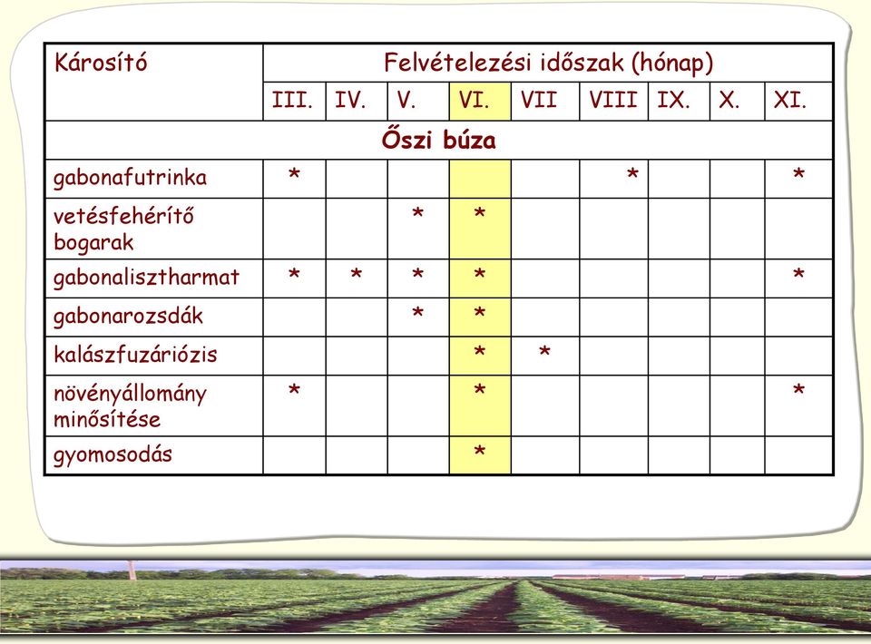 Őszi búza gabonafutrinka * * * vetésfehérítő bogarak * *