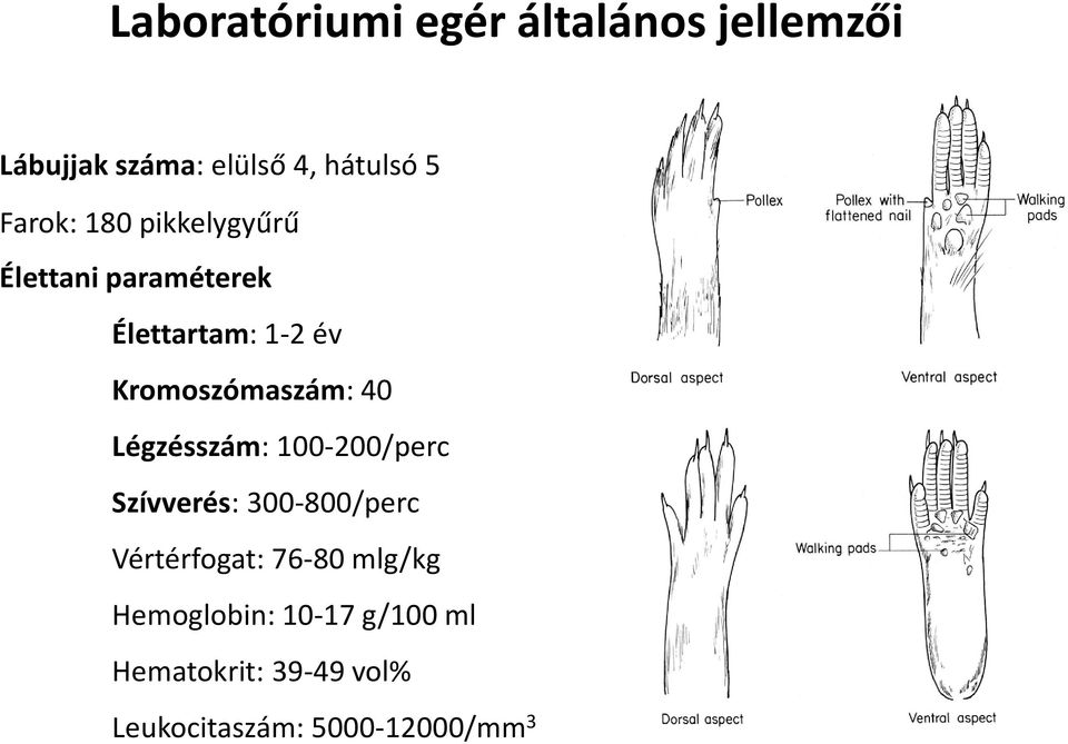 Kromoszómaszám: 40 Légzésszám: 100-200/perc Szívverés: 300-800/perc