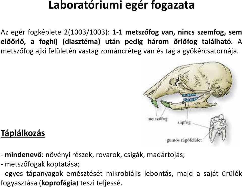 A metszőfog ajki felületén vastag zománcréteg van és tág a gyökércsatornája.