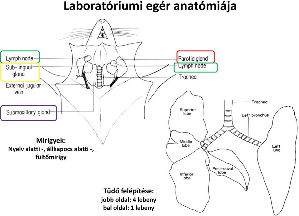 alatti -, fültőmirigy Tüdő