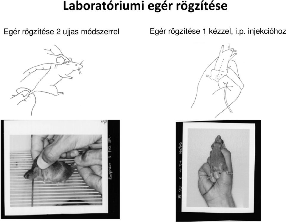 2 ujjas módszerrel Egér