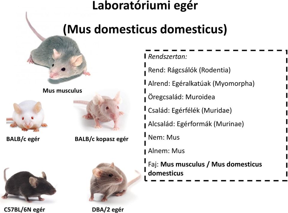 (Myomorpha) Öregcsalád: Muroidea Család: Egérfélék (Muridae) Alcsalád: Egérformák