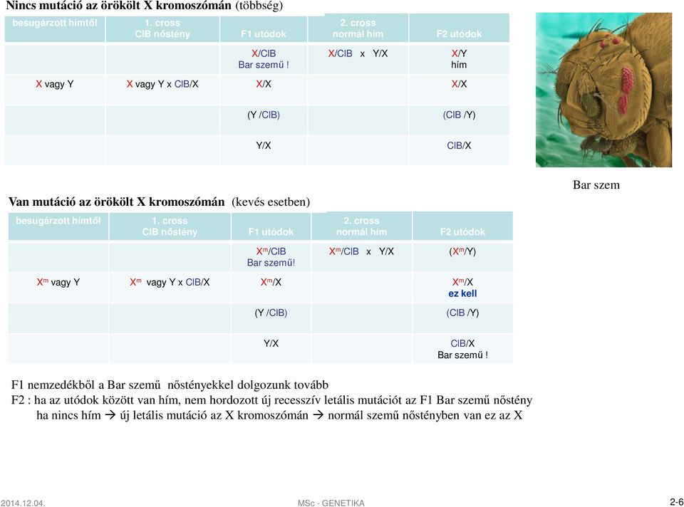 cross ClB nőstény F1 utódok normál hím F2 utódok Bar szem X m /ClB Bar szemű! X m /ClB x Y/X (X m /Y) X m vagy Y X m vagy Y x ClB/X X m /X X m /X ez kell (Y /ClB) (ClB /Y) Y/X ClB/X Bar szemű!