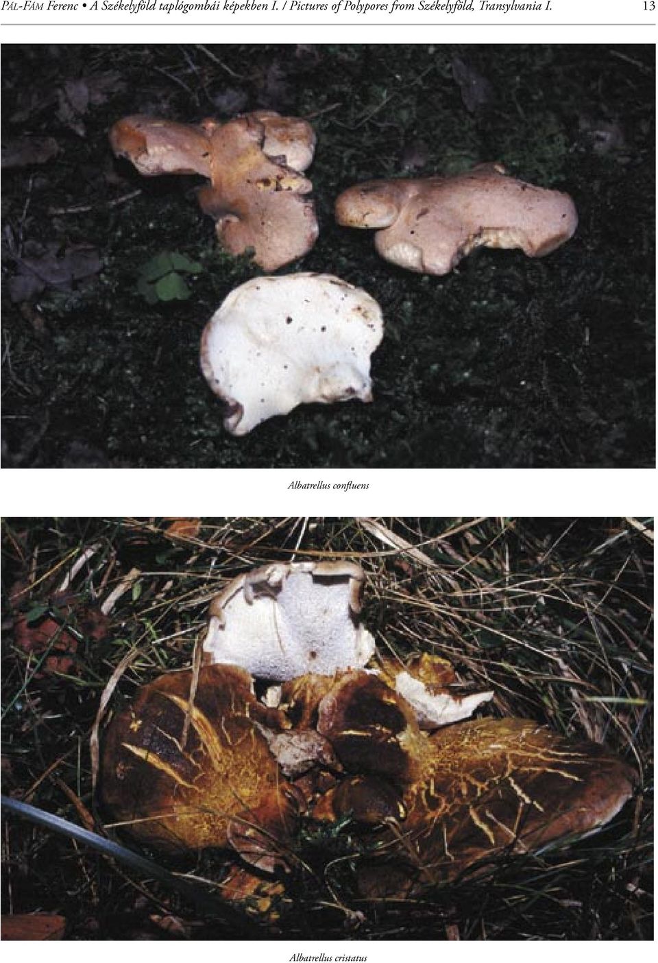 / Pictures of Polypores from