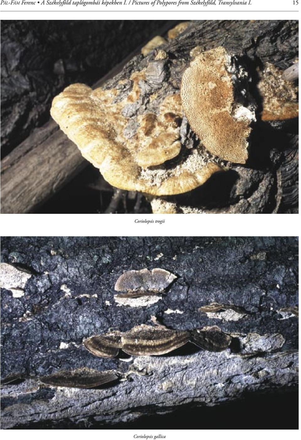 / Pictures of Polypores from