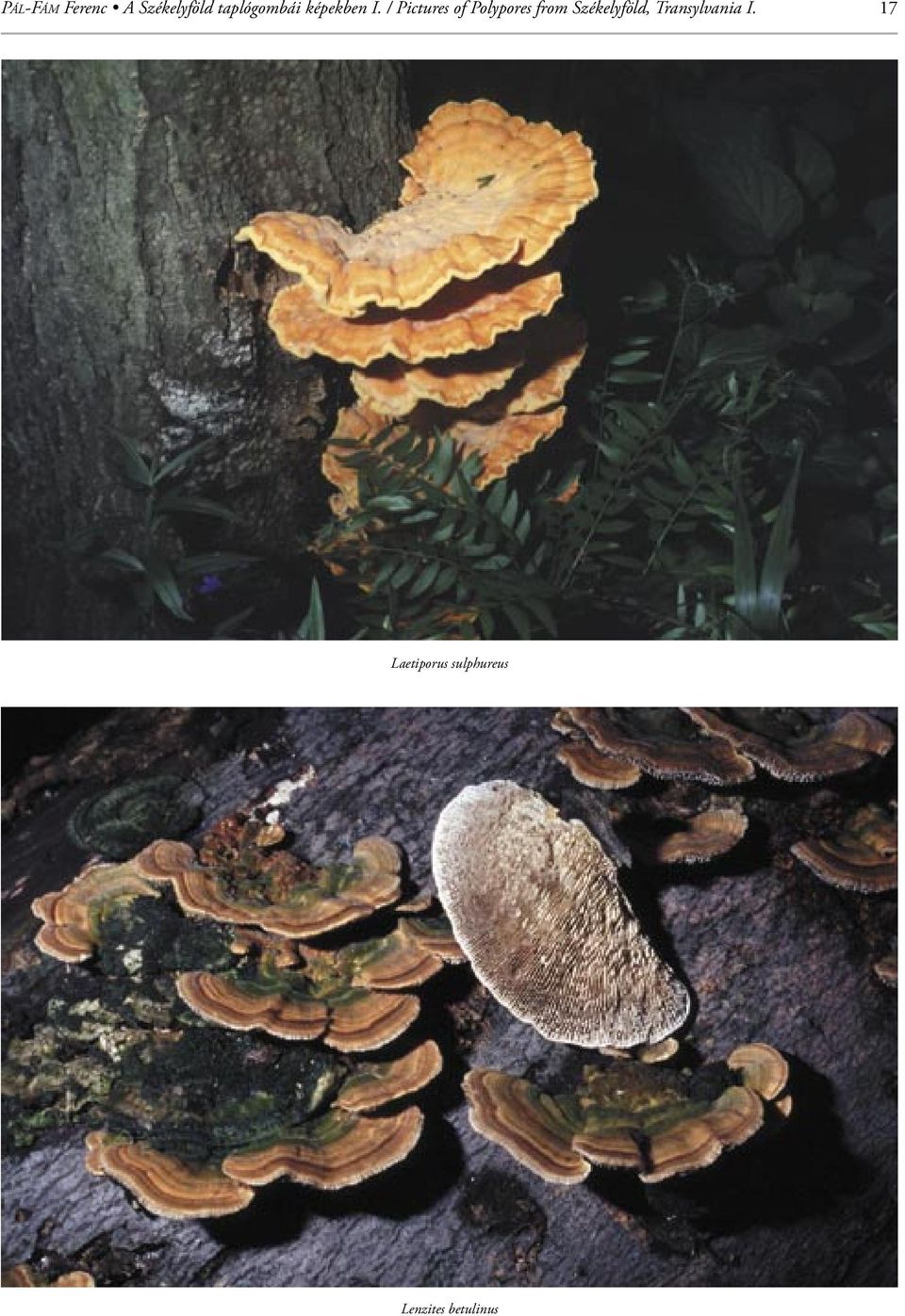 / Pictures of Polypores from