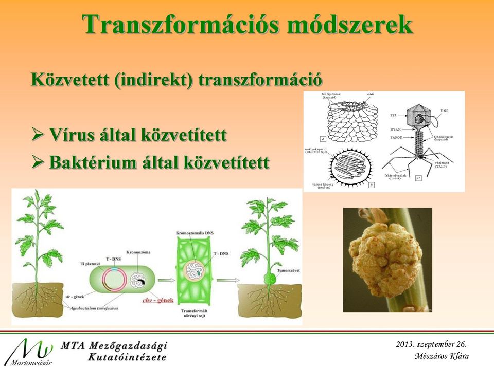 transzformáció Vírus által